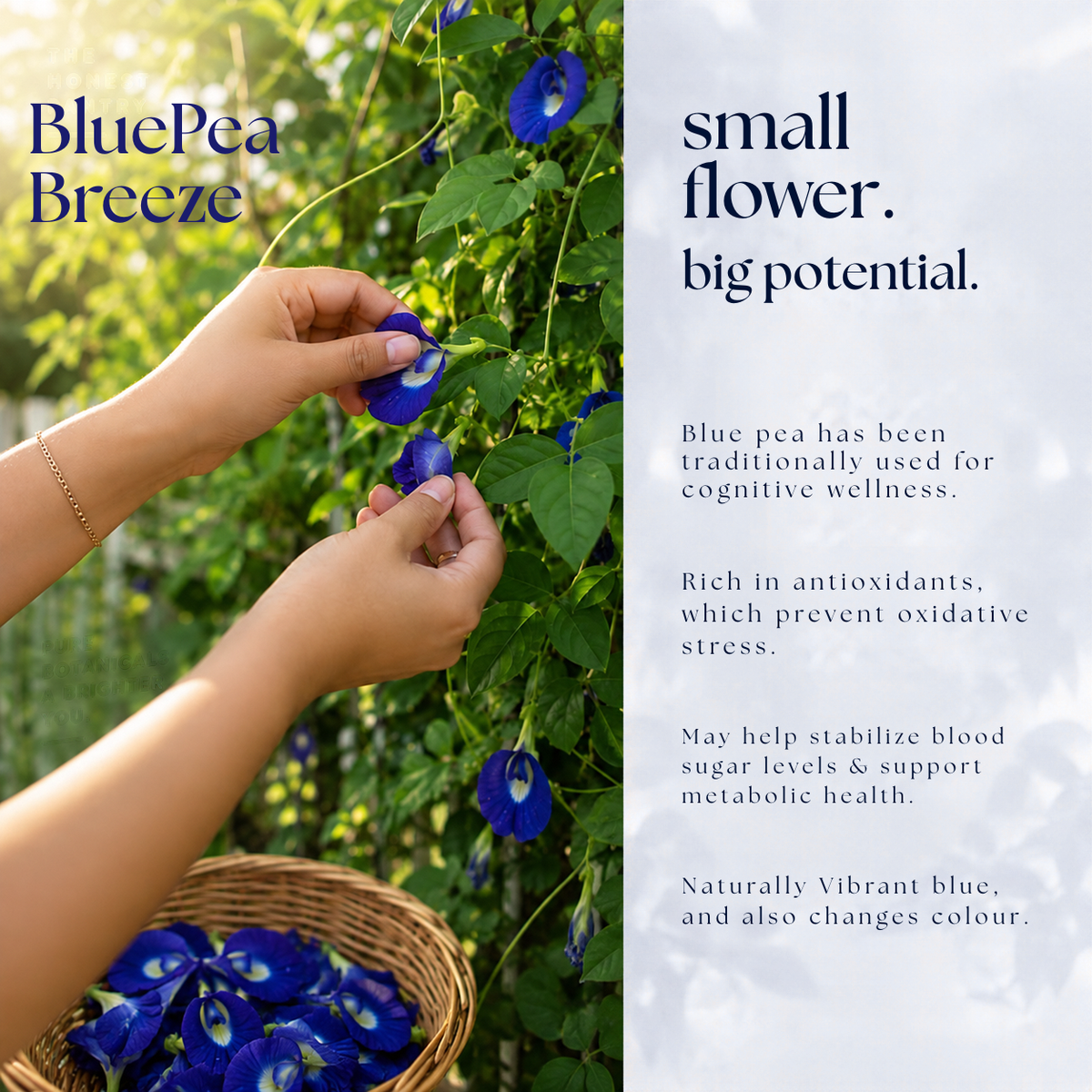 Blue Pea Breeze