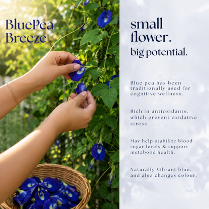 Blue Pea Breeze